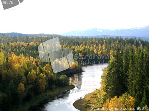 Image of Birches and spruces