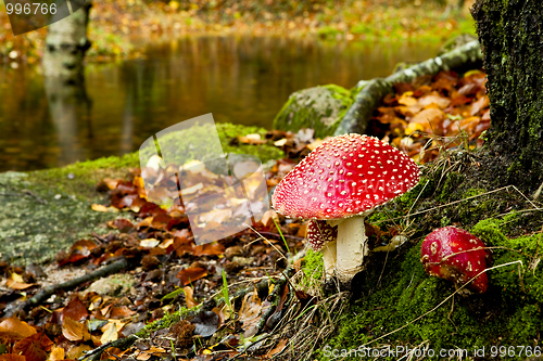 Image of  Amanita poisonous mushroom