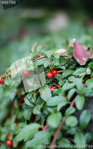 Image of Berries