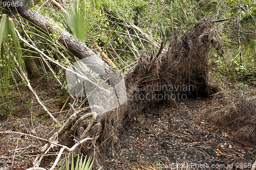 Image of Fallen tree