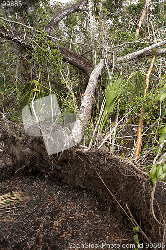 Image of Fallen tree