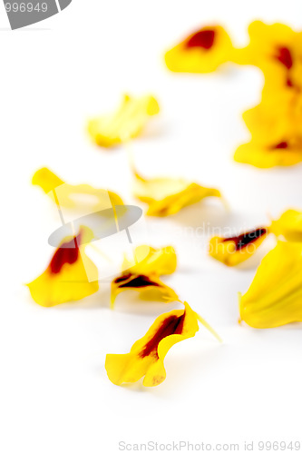 Image of marigold flowers petals