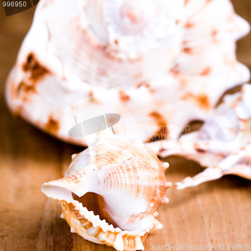 Image of sea shells 