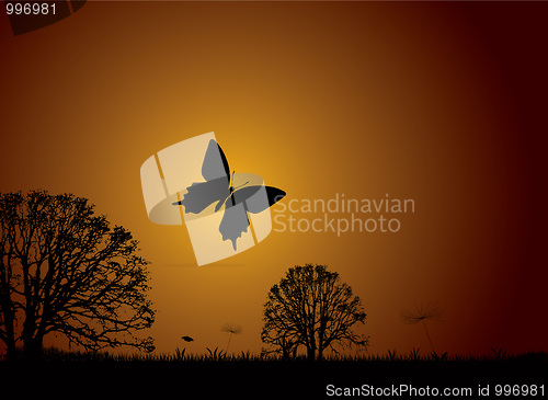 Image of Sunset nature butterfly