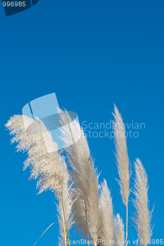 Image of Pampas grass