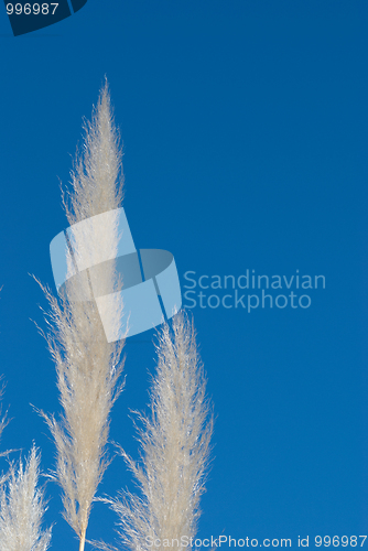 Image of Pampas grass