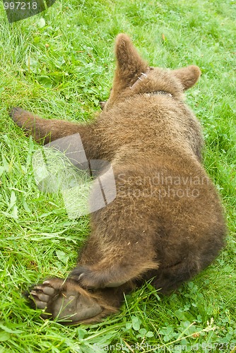 Image of bear