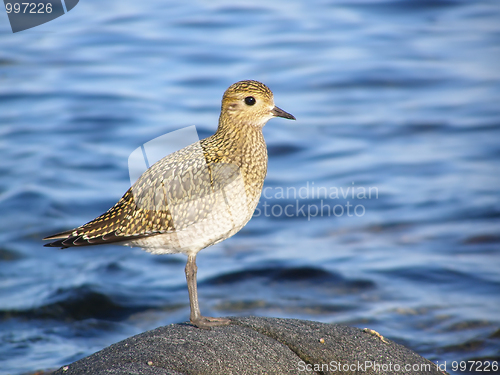 Image of Pluvialis apricaria