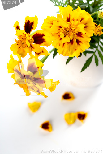 Image of marigold flowers