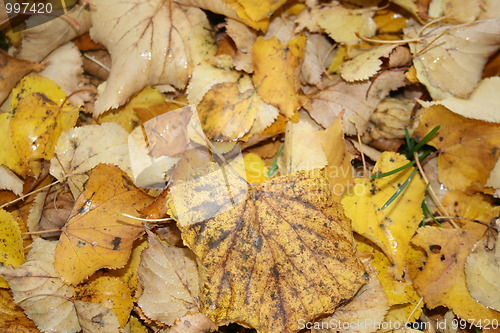 Image of Fallen leaves