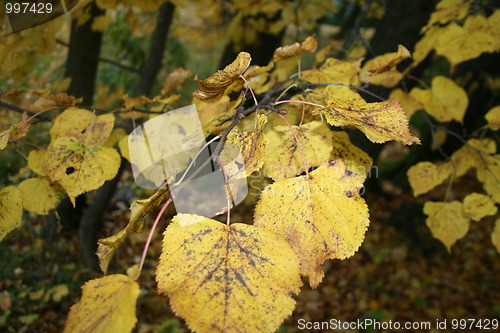 Image of Yellow leaves