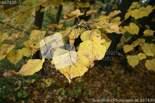 Image of Autumn leaves