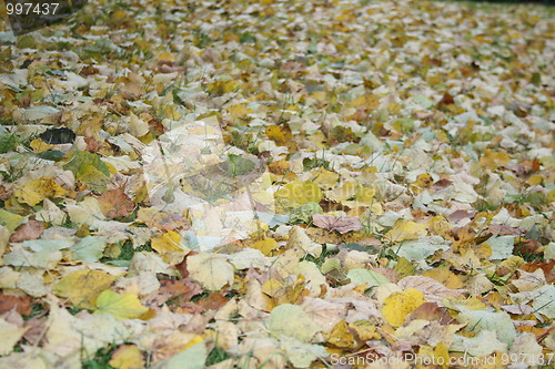 Image of Fallen leaves on green lawn