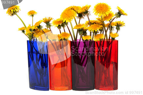 Image of Yellow dandelions