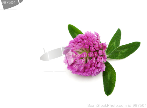 Image of Violet flower of the dutch clover