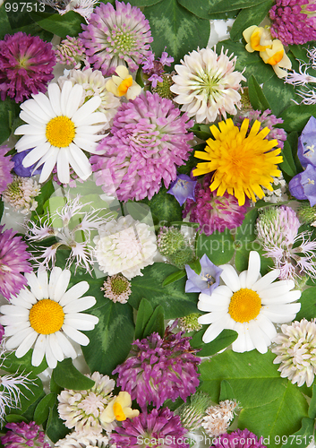 Image of Background from daisywheel, dutch clover, dandelion