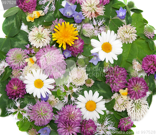 Image of Background from daisywheel, dutch clover, dandelion