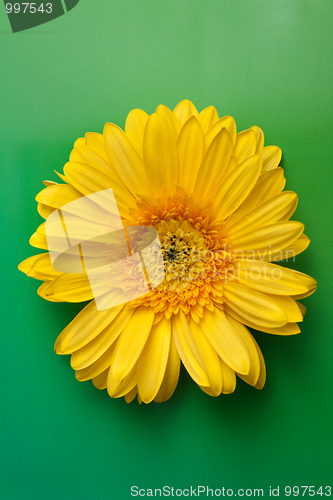 Image of Yellow flower gerbera