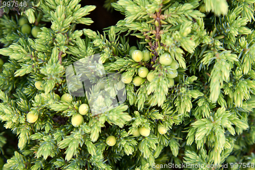Image of Background from juniper