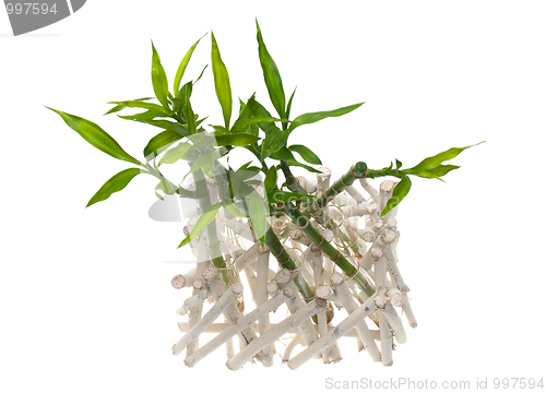 Image of Bamboo