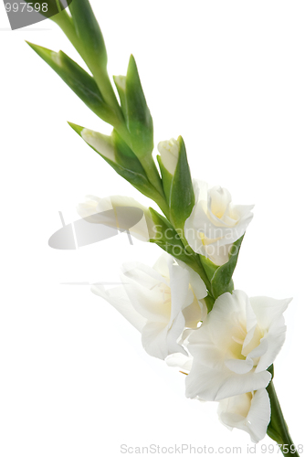 Image of White Gladiolus detail
