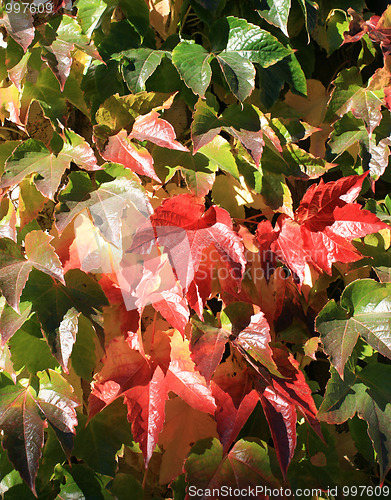 Image of Leaves