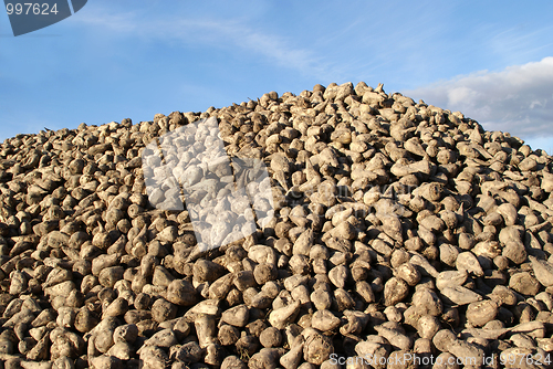 Image of Pile of Harvested Sugar Beet