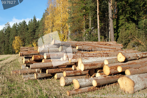 Image of Wood Logs at Edge of Autumn Forest