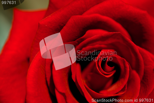 Image of Red Rose