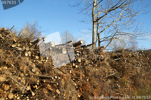 Image of Harvested Wood Waste for Fuel and Energy