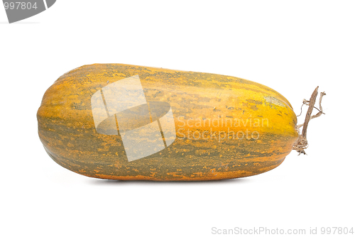 Image of Single fresh pumpkin