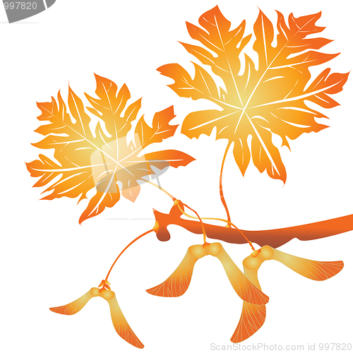 Image of Maple tree seeds