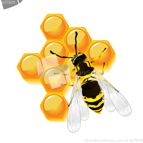 Image of wasp and honeycomb