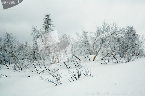 Image of Winter forest