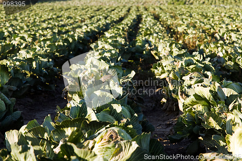 Image of Cabbage