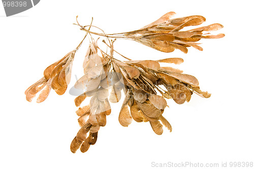 Image of Maple seeds