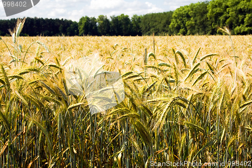 Image of Agricultural field