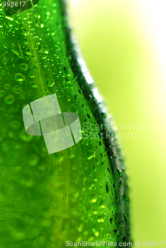 Image of wet beer bottle