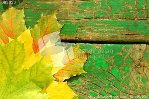 Image of autumn leaves