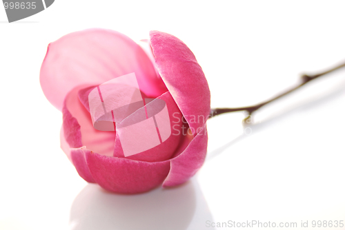 Image of magnolia flower 