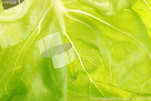 Image of lettuce leaf