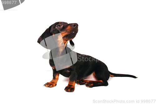 Image of Dachshund puppy 