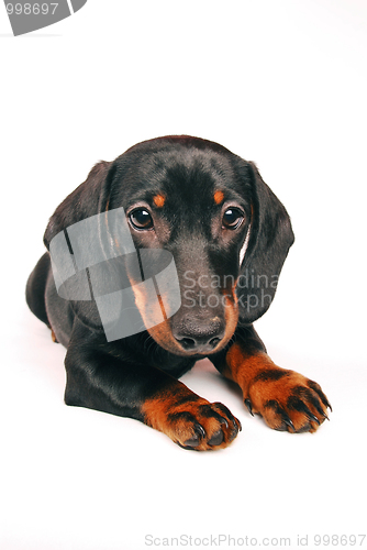 Image of Dog