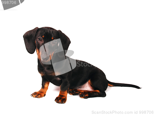 Image of Dachshund puppy 