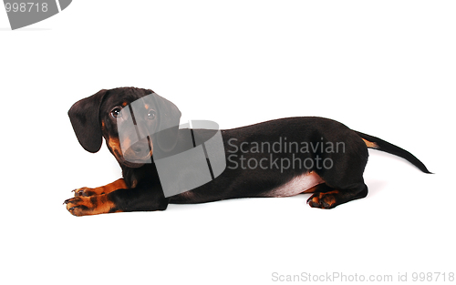 Image of Dachshund puppy