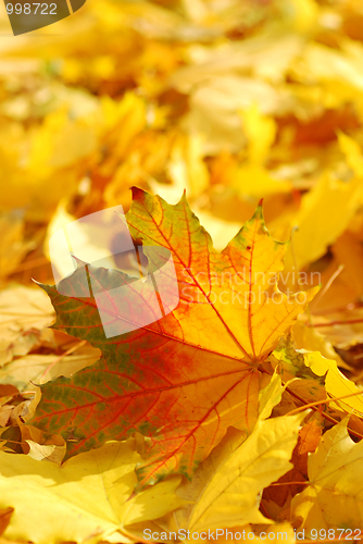 Image of Autumn leaves