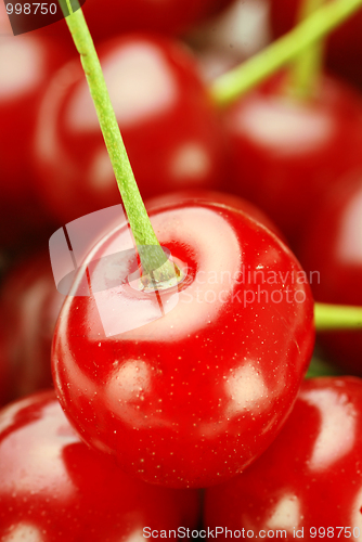 Image of bunch of fresh cherries