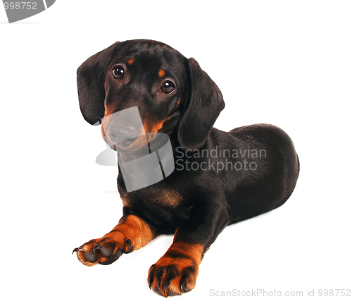 Image of Dachshund puppy 