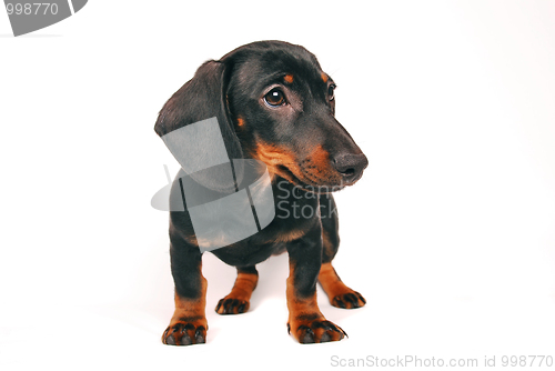Image of Dog