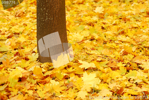 Image of Autumn background